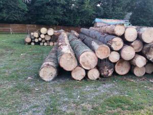 Întreaga cantitate de lemn a fost confiscată