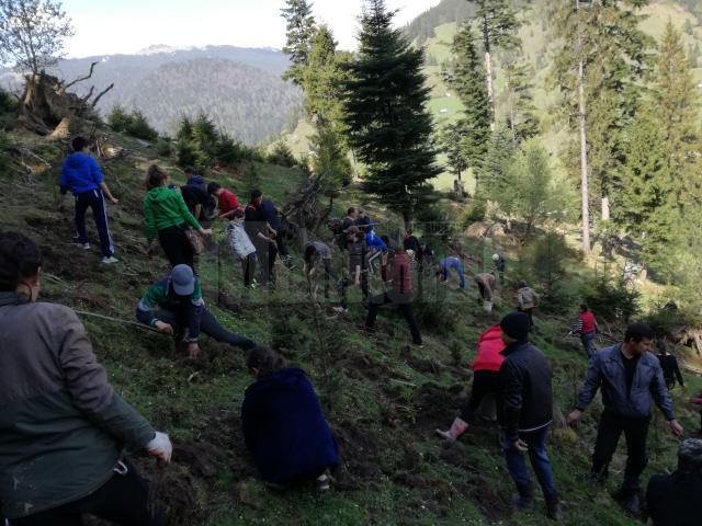 Elevii şcolii din Stulpicani au plantat puieţi în pădurea Slătioara