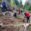 Acţiune de împădurire organizată de Garda Forestieră, cu elevi de la Poiana Stampei și Dorna Candrenilor