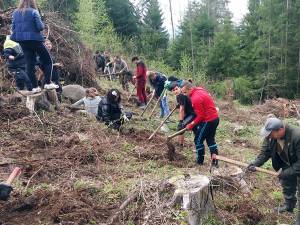 Acţiune de împădurire organizată de Garda Forestieră, cu elevi de la Poiana Stampei și Dorna Candrenilor