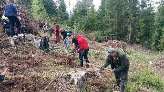 Acţiune de împădurire organizată de Garda Forestieră, cu elevi de la Poiana Stampei și Dorna Candrenilor