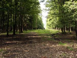 Holzindustrie Schweighofer se angajează să protejeze pădurile virgine