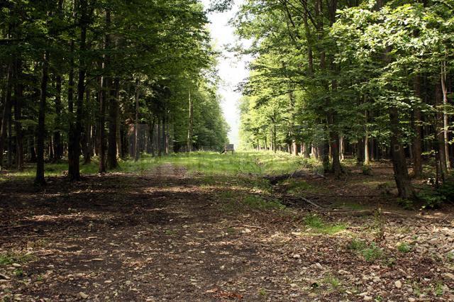 Holzindustrie Schweighofer se angajează să protejeze pădurile virgine