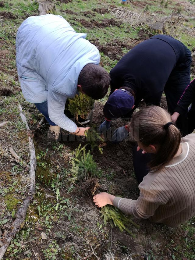 Elevii şcolii din Stulpicani au plantat puieţi în pădurea Slătioara