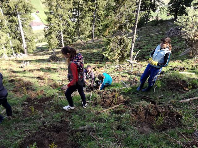 Elevii şcolii din Stulpicani au plantat puieţi în pădurea Slătioara