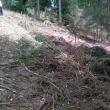 Taiere ilegală de arbori în zona Vatra Dornei