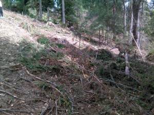 Taiere ilegală de arbori în zona Vatra Dornei