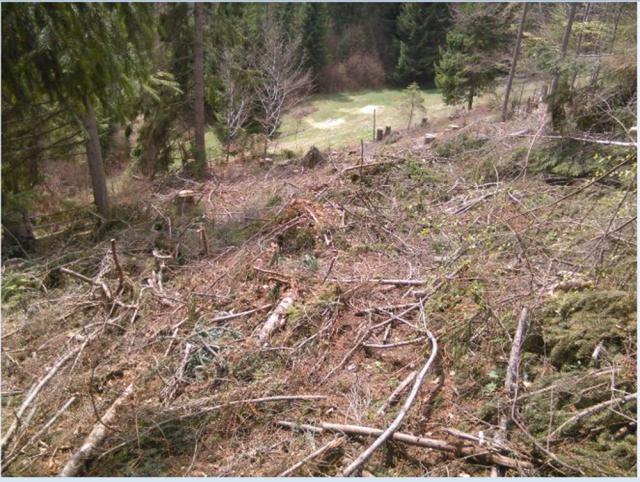 Taiere ilegală de arbori în zona Vatra Dornei