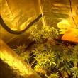 Poliţiştii au găsit la percheziţii o instalaţie complexă de cultivare a plantelor de canabis, amenajată într-un cort special