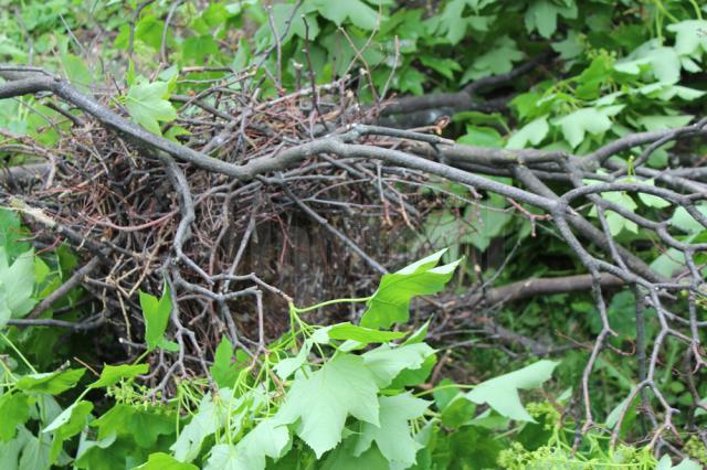 Doborârea cuiburilor de ciori, pentru alungarea lor, a început din Parcul Central al Sucevei