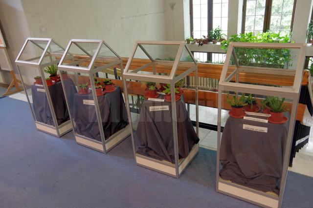 La Muzeul de Ştiinţele Naturii din Suceava s-a deschis ieri prima expoziţie de plante carnivore