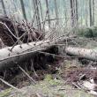 Doborâturi de vânt simulate în pădure, la Falcău