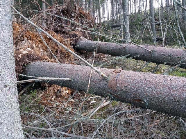 Doborâturi de vânt simulate în pădure, la Falcău