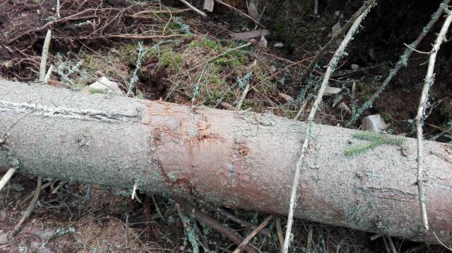 Doborâturi de vânt simulate în pădure, la Falcău