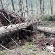 Arbori de pe două hectare de pădure, doborâți intenționat și declarați „calamitate”