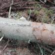 Arbori de pe două hectare de pădure, doborâți intenționat și declarați „calamitate”