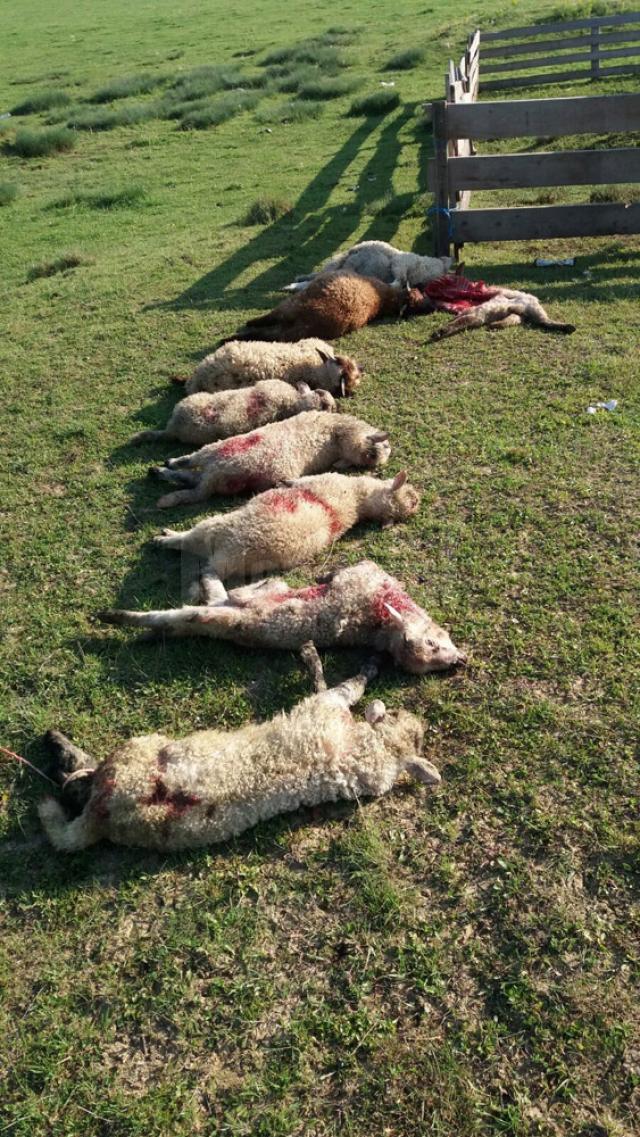 O haită de lupi ajunsă inexplicabil în zona Siret a dat două atacuri la oi