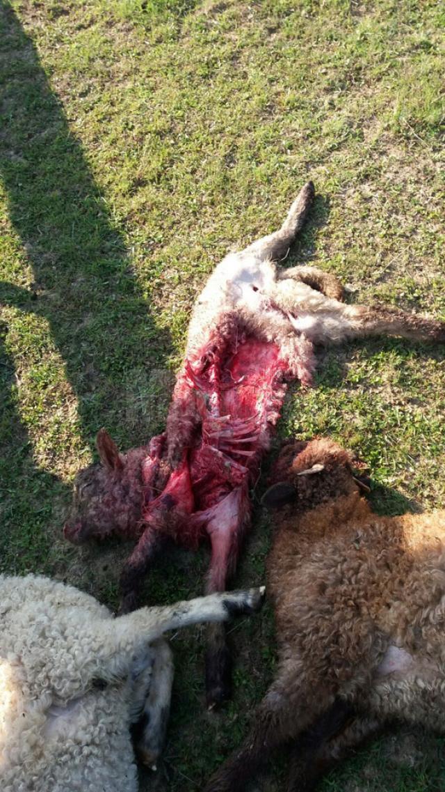 O haită de lupi ajunsă inexplicabil în zona Siret a dat două atacuri la oi