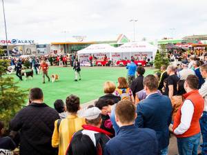 Bucovina Dog Show este cel mai important eveniment chinologic din regiunea Moldovei