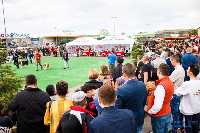 Bucovina Dog Show este cel mai important eveniment chinologic din regiunea Moldovei