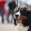 Bucovina Dog Show