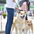 Bucovina Dog Show 2