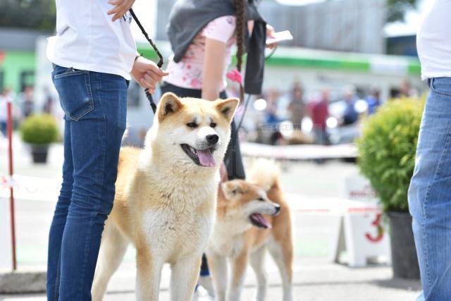 Bucovina Dog Show 2