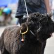 Bucovina Dog Show 3