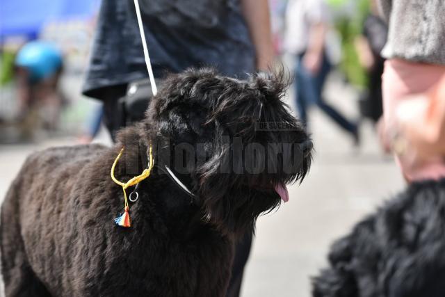 Bucovina Dog Show 3