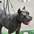 Bucovina Dog Show 4