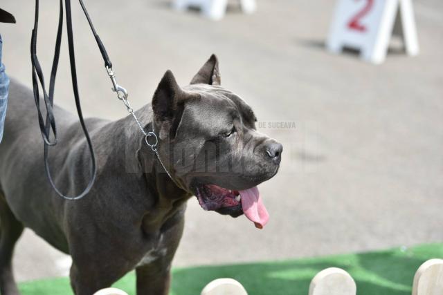 Bucovina Dog Show 4