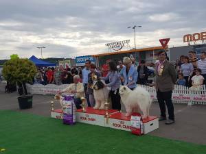 Câștigătorii din prima zi a Bucovina Dog Show, pe podium