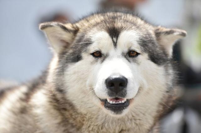 Bucovina Dog Show 2017, un succes ce aduce la Suceava o nouă competiţie internaţională CACIB