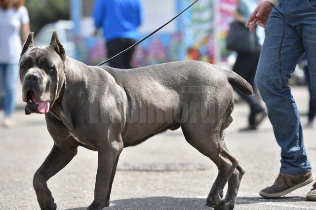 Bucovina Dog Show 2017, un succes ce aduce la Suceava o nouă competiţie internaţională CACIB