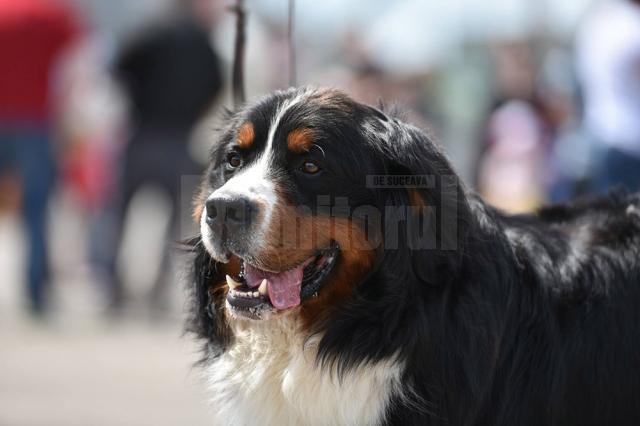 Bucovina Dog Show 2017, un succes ce aduce la Suceava o nouă competiţie internaţională CACIB