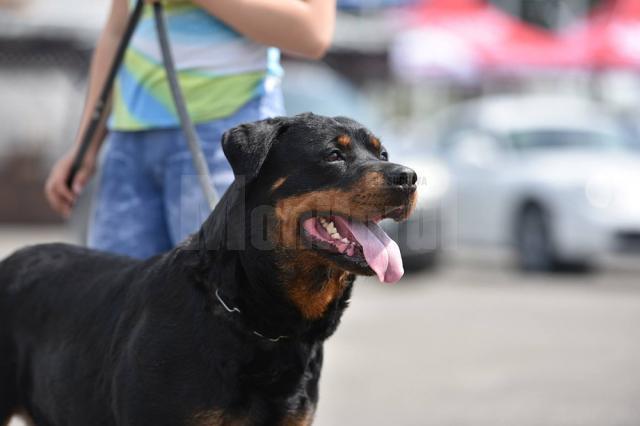 Bucovina Dog Show 2017, un succes ce aduce la Suceava o nouă competiţie internaţională CACIB