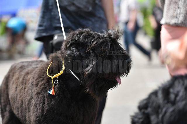 Bucovina Dog Show 2017, un succes ce aduce la Suceava o nouă competiţie internaţională CACIB