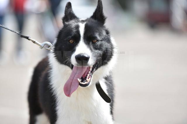 Bucovina Dog Show 2017, un succes ce aduce la Suceava o nouă competiţie internaţională CACIB