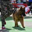 Bucovina Dog Show 2017, un succes ce aduce la Suceava o nouă competiţie internaţională CACIB