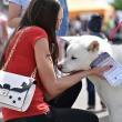 Bucovina Dog Show 2017, un succes ce aduce la Suceava o nouă competiţie internaţională CACIB