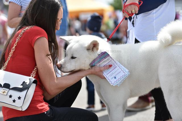 Bucovina Dog Show 2017, un succes ce aduce la Suceava o nouă competiţie internaţională CACIB