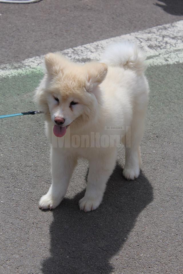 Bucovina Dog Show 2017, un succes ce aduce la Suceava o nouă competiţie internaţională CACIB