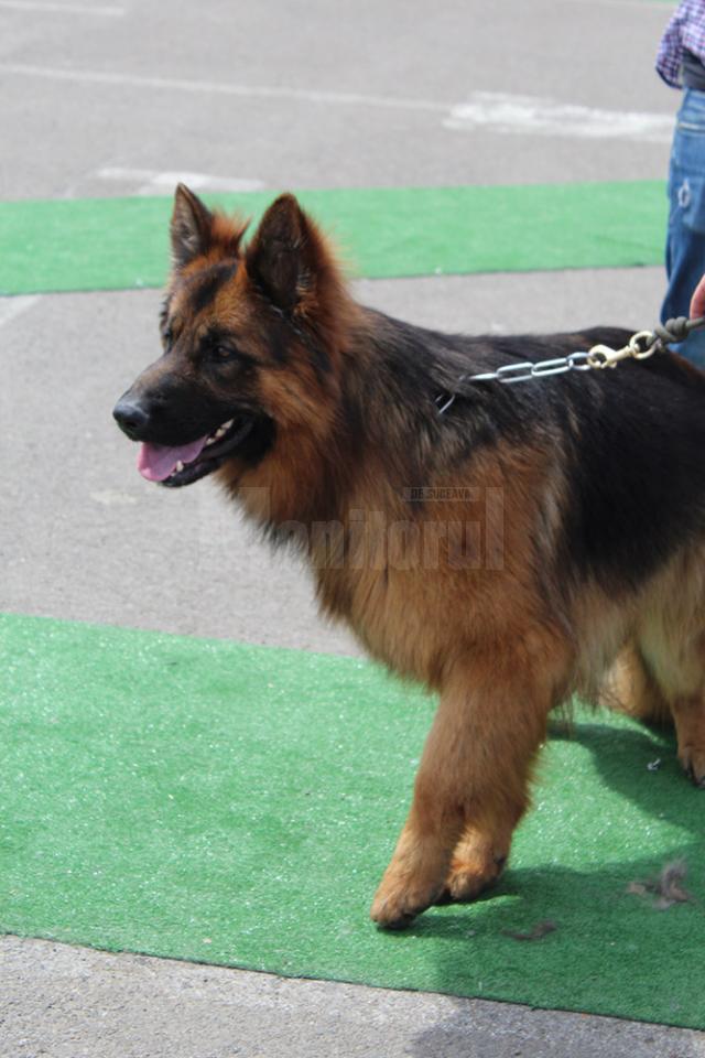 Bucovina Dog Show 2017, un succes ce aduce la Suceava o nouă competiţie internaţională CACIB