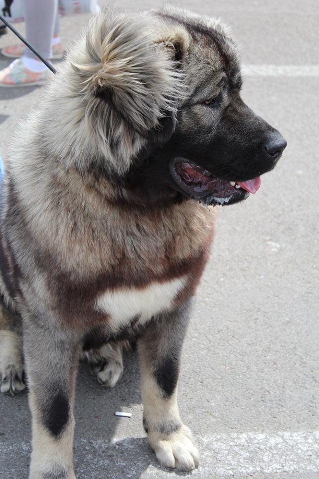 Bucovina Dog Show 2017, un succes ce aduce la Suceava o nouă competiţie internaţională CACIB