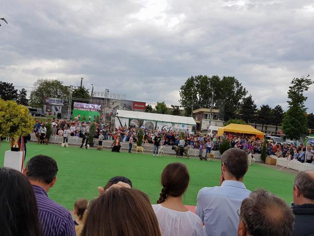 Bucovina Dog Show 2017, un succes ce aduce la Suceava o nouă competiţie internaţională CACIB