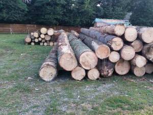Opt amenzi date într-o singură zi unei firme ce debitează şi comercializează lemn