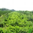 Nouă milioane de puieţi de arbori sunt produşi anual în pepinierele proprii ale Direcției Silvice Suceava