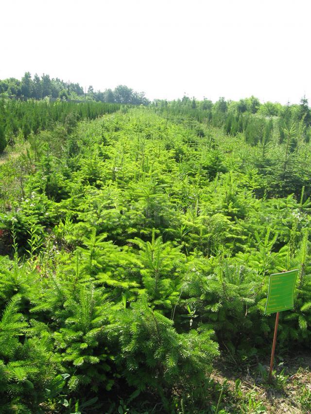 Nouă milioane de puieţi de arbori sunt produşi anual în pepinierele proprii ale Direcției Silvice Suceava