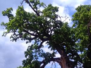 Simpozionul Internaţional „Arborii Ocrotiţi – simbol al vitalităţii, diversităţii şi frumuseţii”