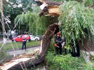 Salcia uriaşă de lângă fostul Restaurant Naţional s-a prăbuşit